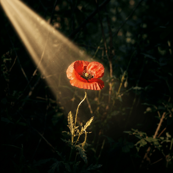 Single red poppy flower with delicate petals and green stem in shadowy foliage